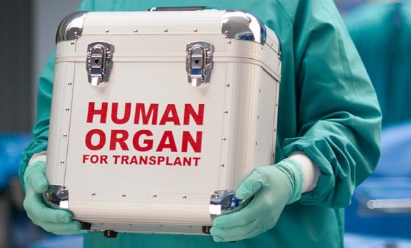 От условий хранения донорской почки зависит успешность трансплантации